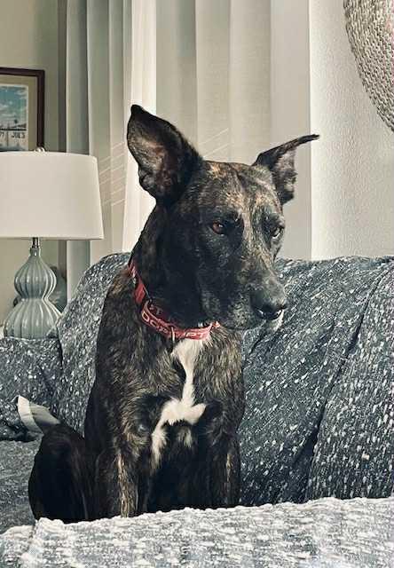 Rosebud, a Adoptable mixed breed in Myakka City, FL image 3/6