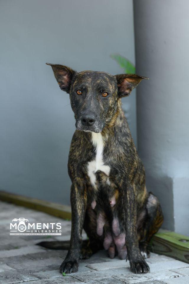 Rosebud, a Adoptable mixed breed in Myakka City, FL image 4/6