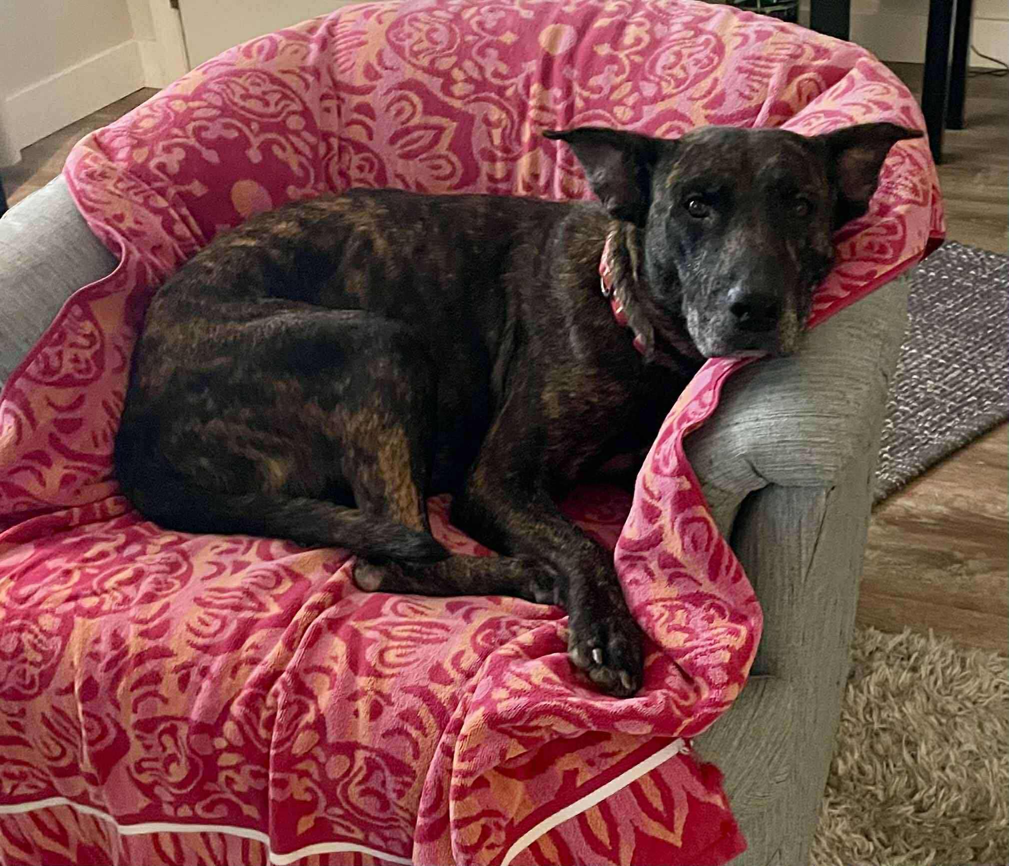 Rosebud, a Adoptable mixed breed in Myakka City, FL image 5/6