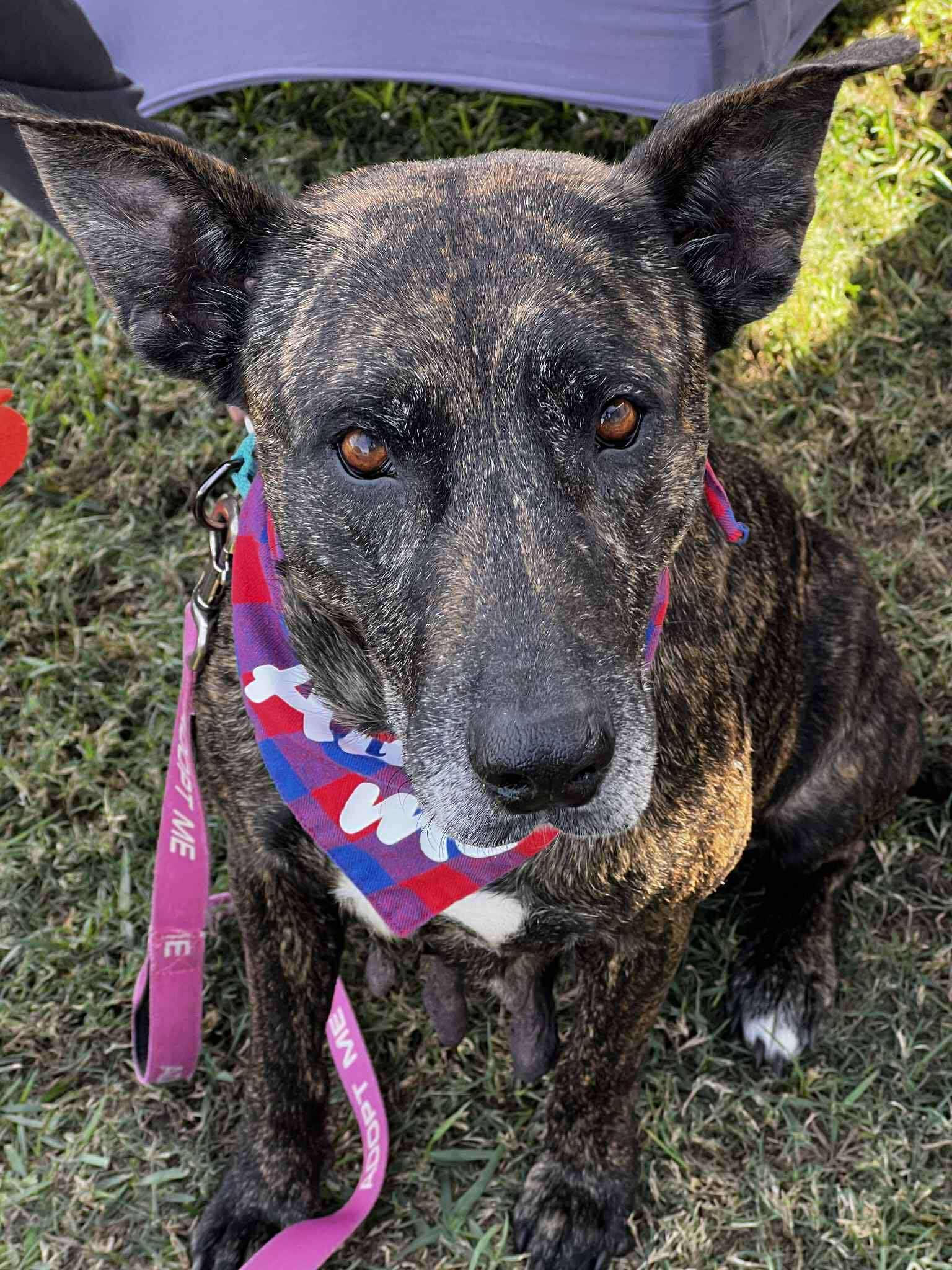 Rosebud, a Adoptable mixed breed in Myakka City, FL image 6/6