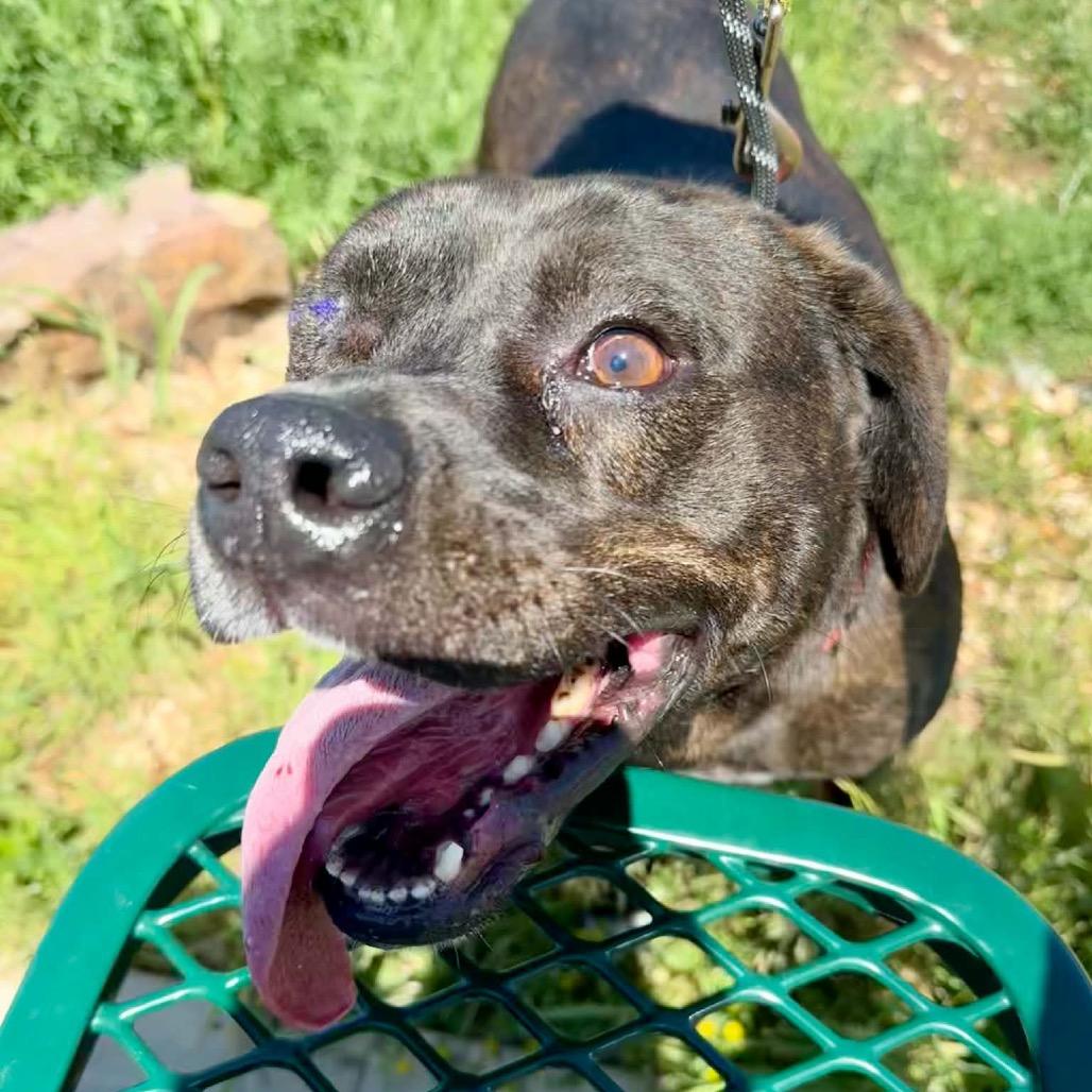 Fury, Adoptable, Adult Male Terrier & Mixed Breed.