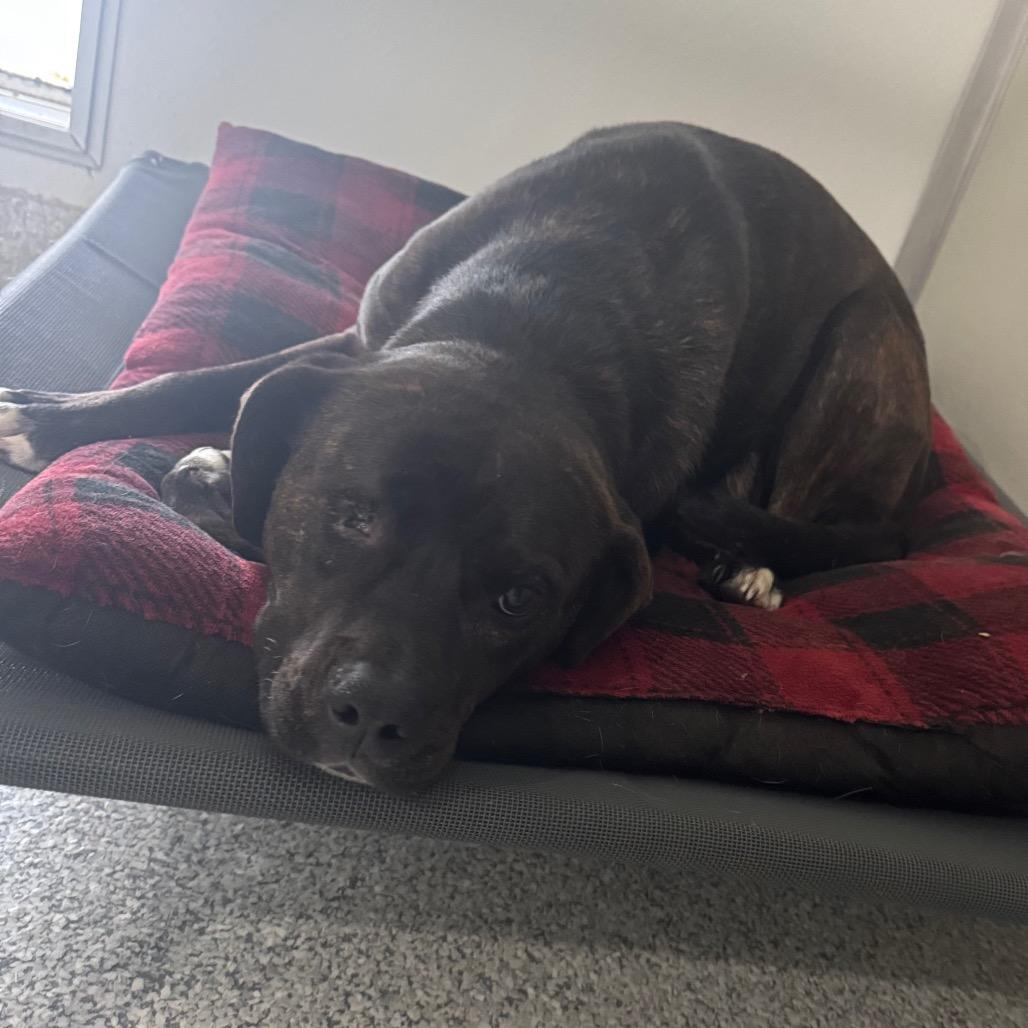 Fury, Adoptable, Adult Male Terrier.