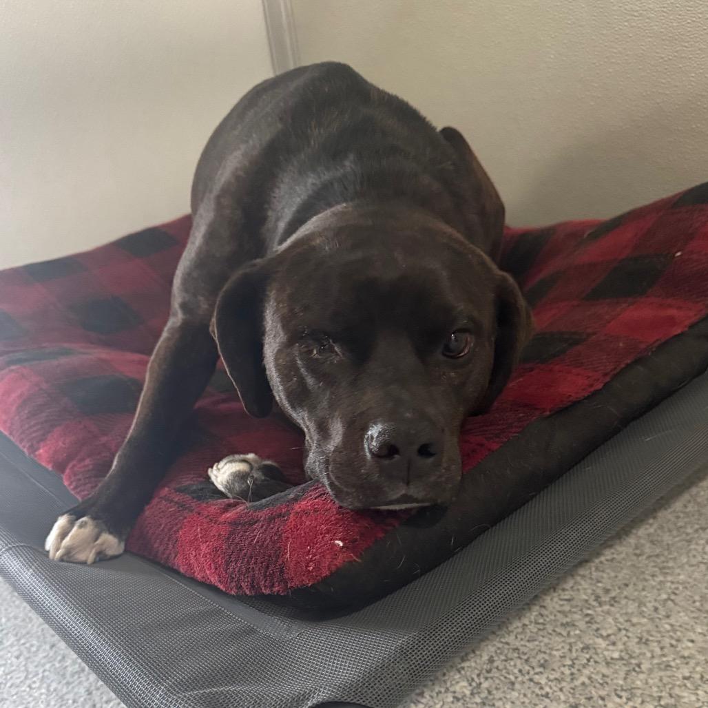 Fury, a Adoptable mixed breed in Pineville, MO image 2/2