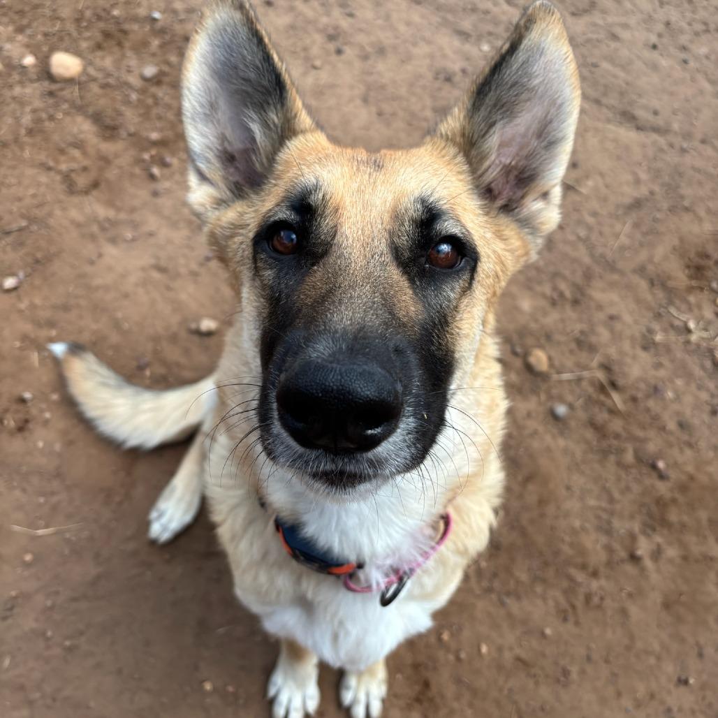 Luna, Adoptable, Adult Female German Shepherd Dog.