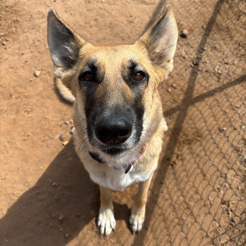 Luna, a Adoptable German Shepherd Dog in Cedar Creek, TX image 2/4