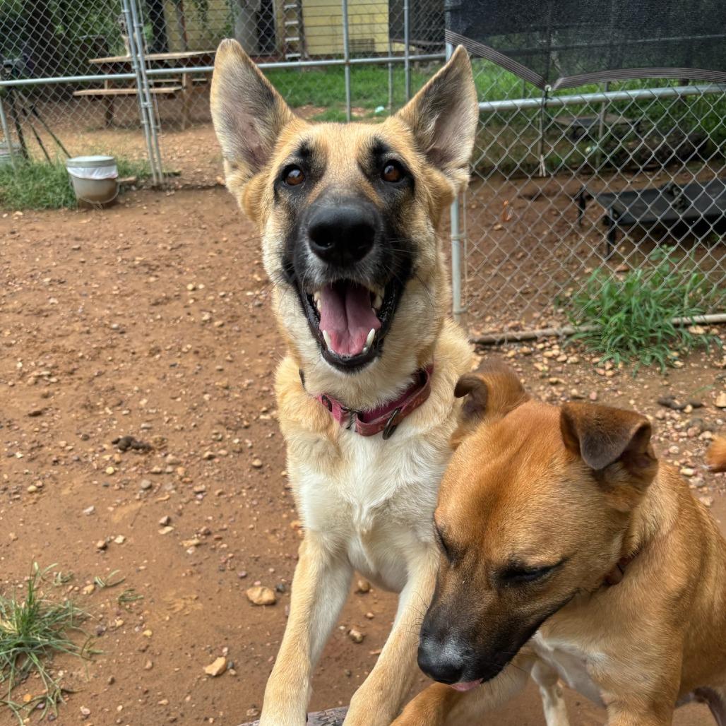 Luna, a Adoptable German Shepherd Dog in Cedar Creek, TX image 3/4