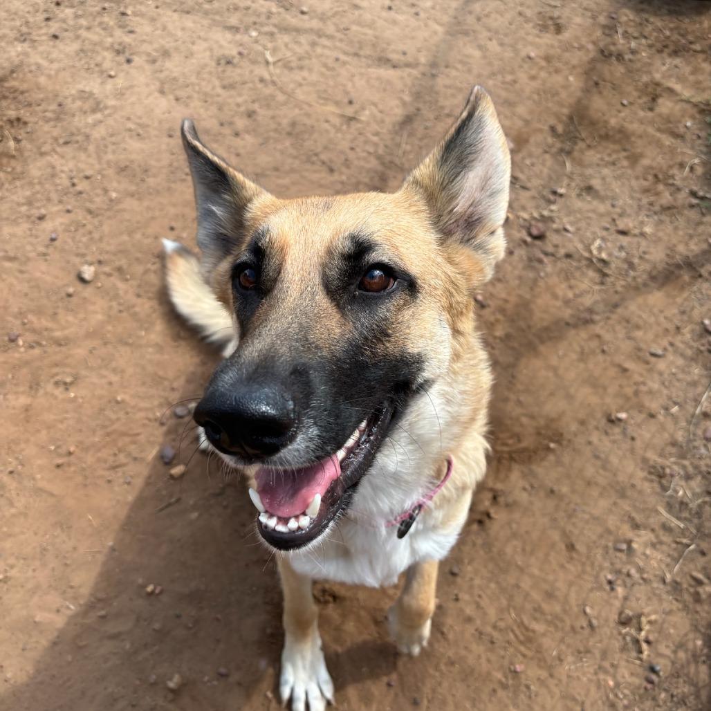 Luna, a Adoptable German Shepherd Dog in Cedar Creek, TX image 4/4