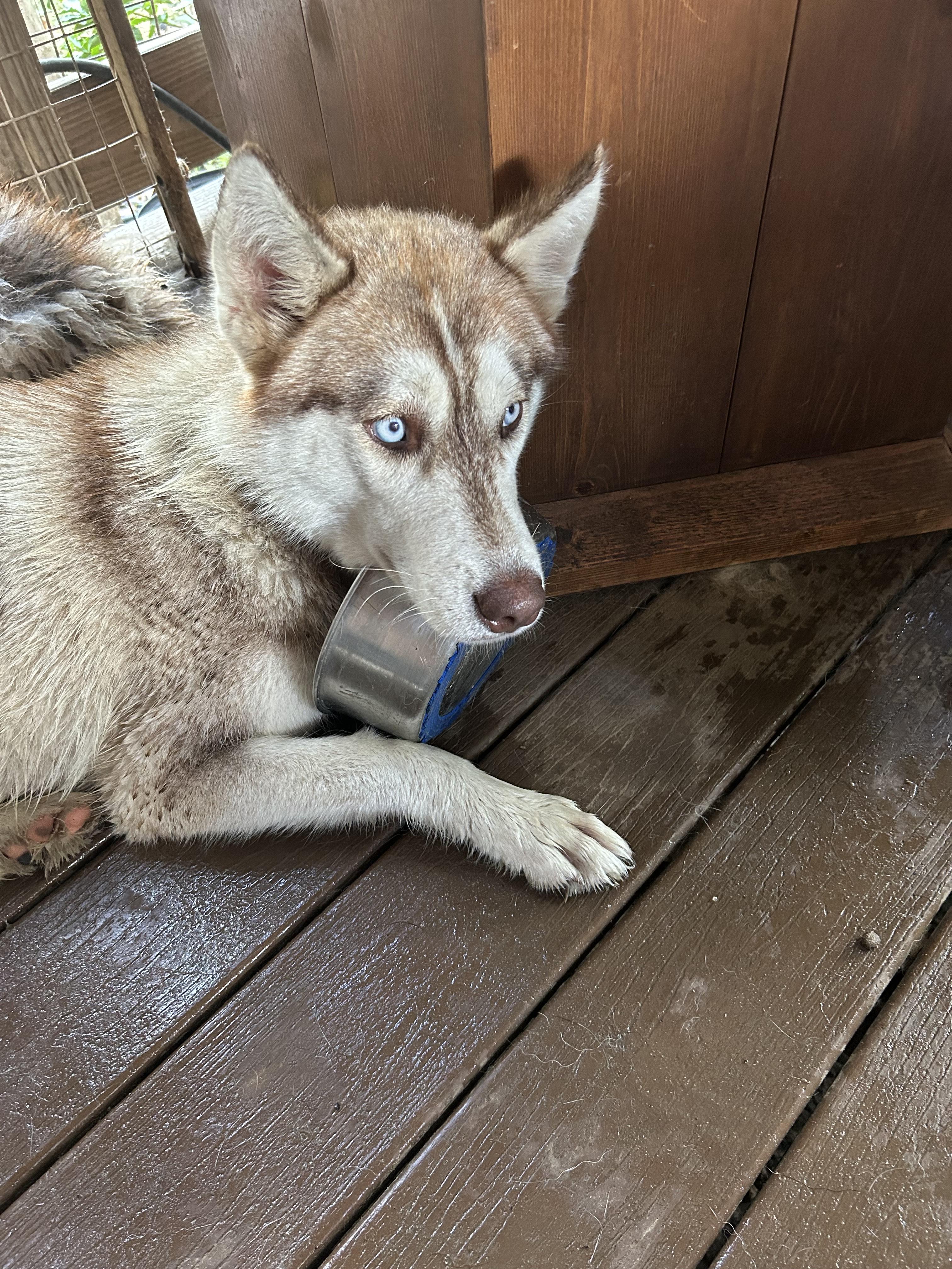 Scarlett, a Adoptable mixed breed in Lakeland, FL image 2/2