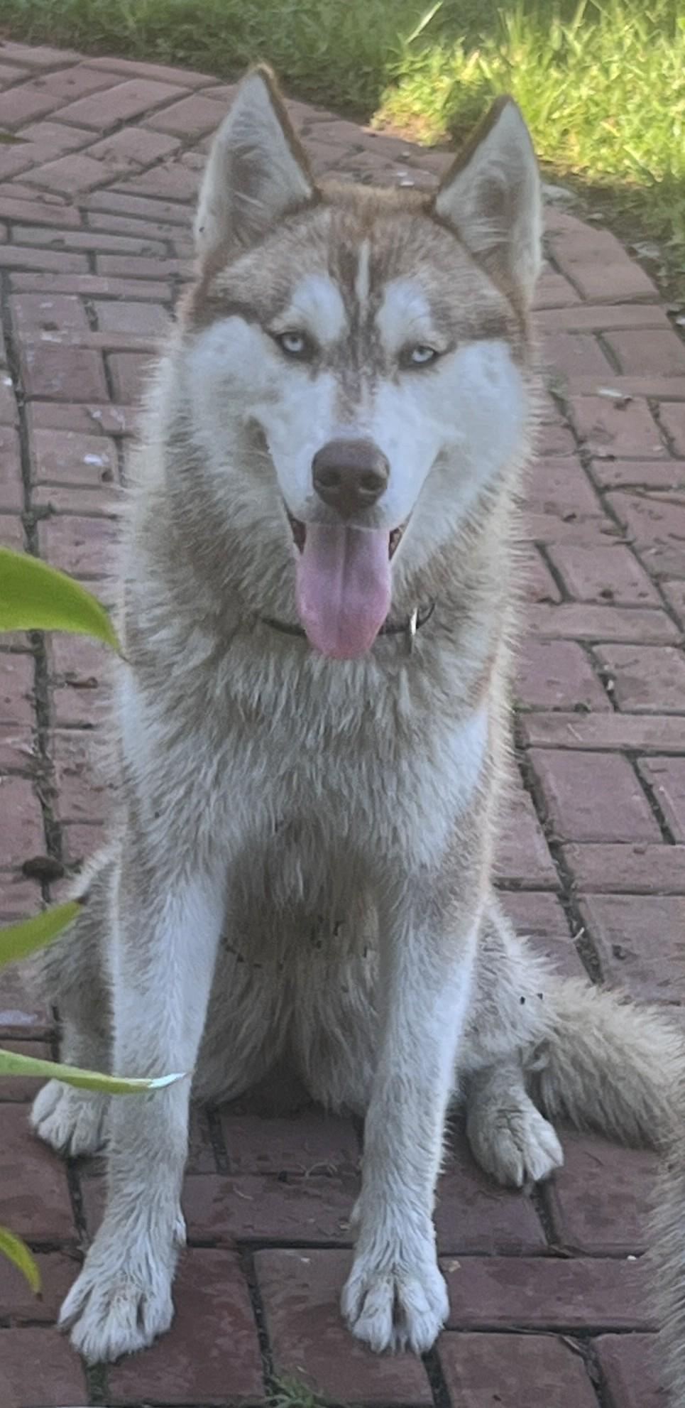 Scarlett, Adoptable, Young Female Siberian Husky & German Shepherd Dog.