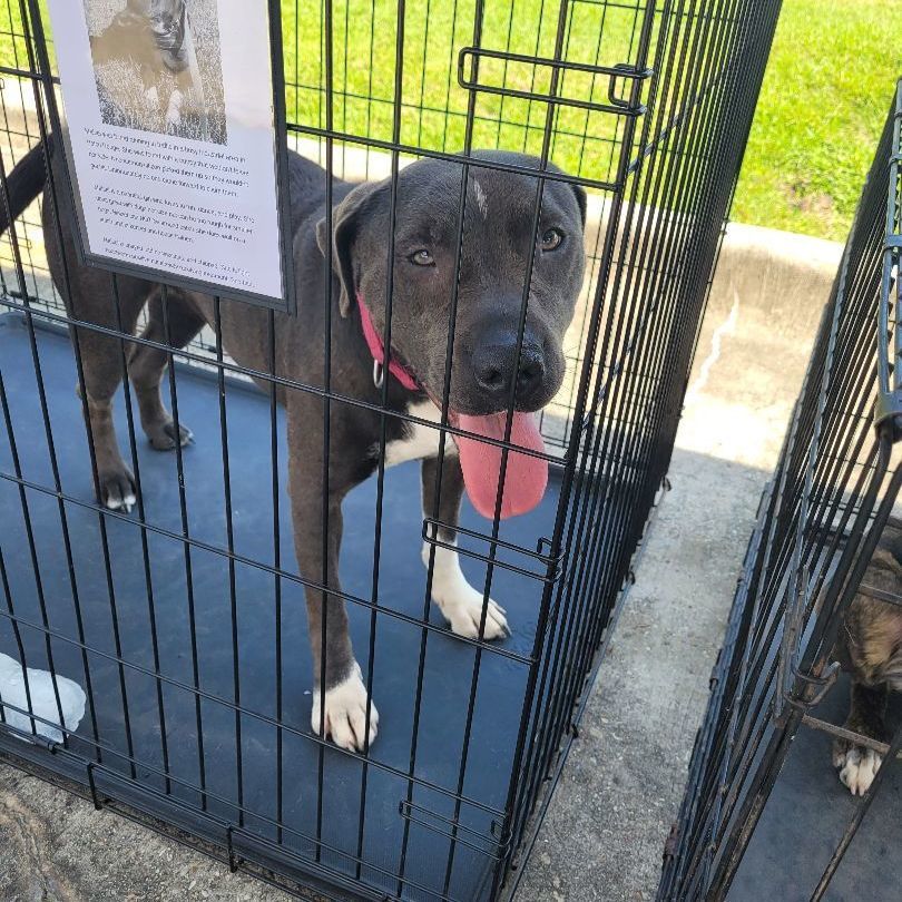 Enlarge Mrs Maisel, a Adoptable mixed breed in Tampa, FL image 3/5