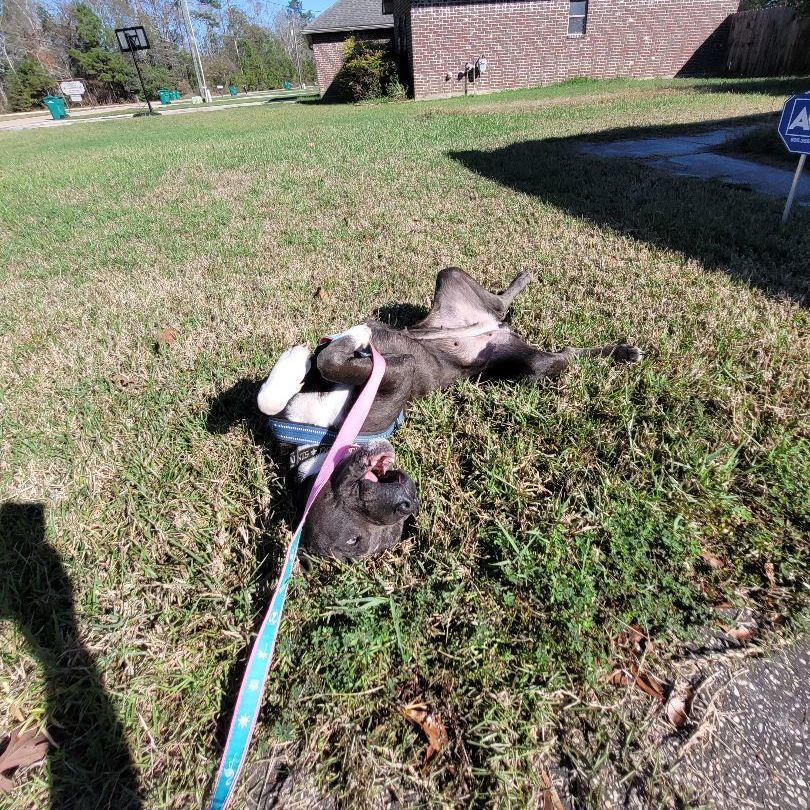 Enlarge Mrs Maisel, a Adoptable mixed breed in Tampa, FL image 2/5