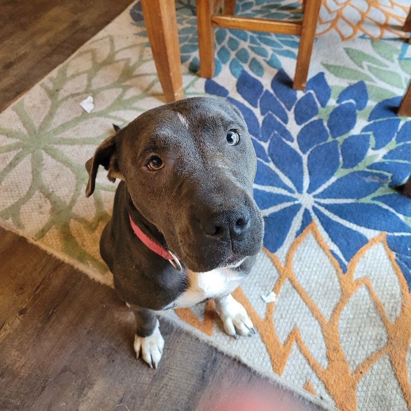 Enlarge Mrs Maisel, a Adoptable mixed breed in Tampa, FL image 1/5