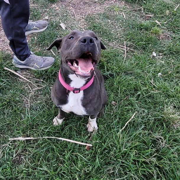 Enlarge Mrs Maisel, a Adoptable mixed breed in Tampa, FL image 4/5