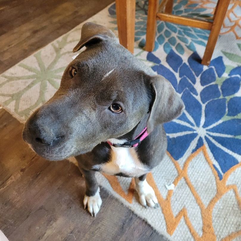 Enlarge Mrs Maisel, a Adoptable mixed breed in Tampa, FL image 5/5