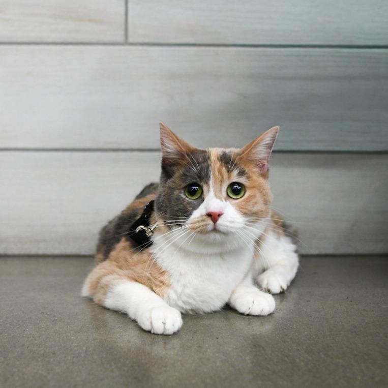 62 Cents, Adoptable, Adult Female Domestic Short Hair.