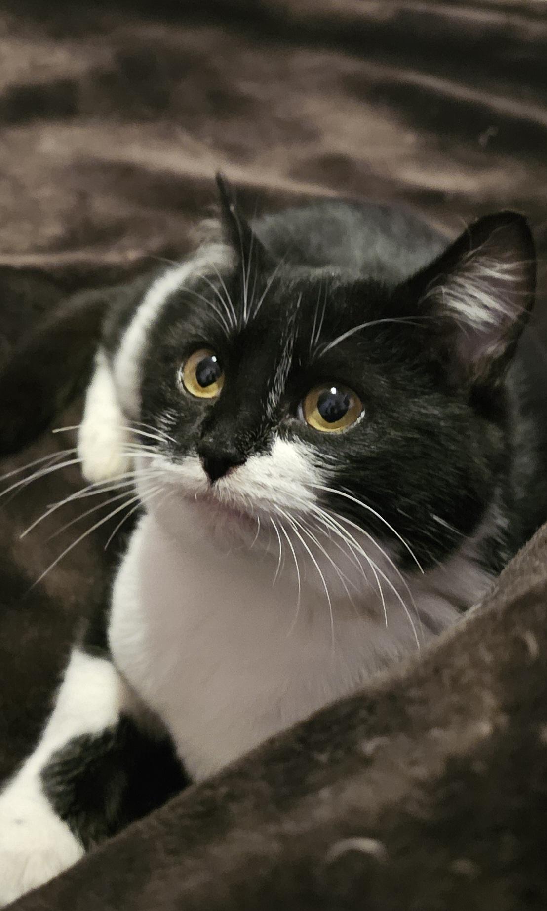 Freeway - Adoptable Pet | Petfinder | Petfinder