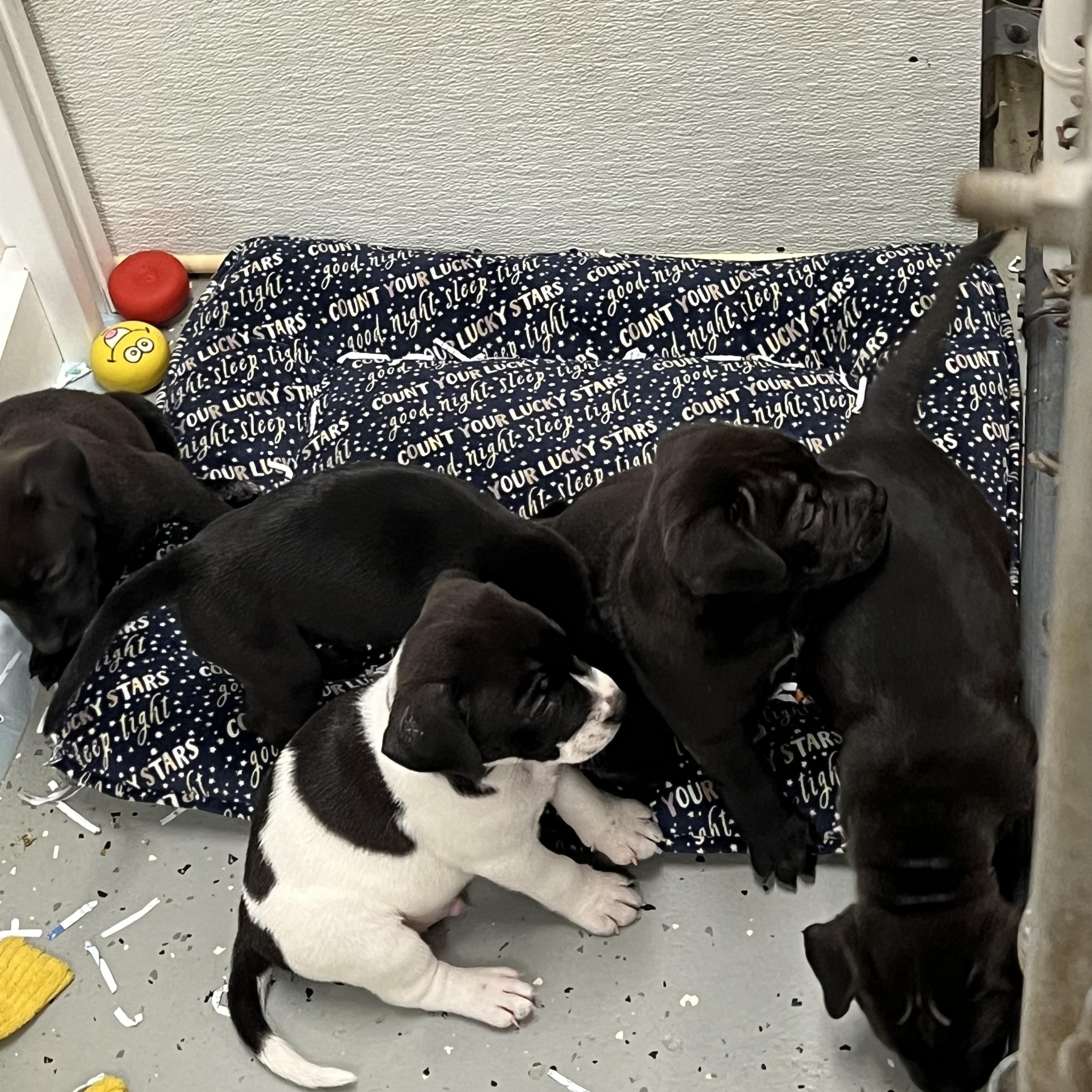 Enlarge Puppies 1 thru 7, an adopted Mixed Breed in Elkton, MI image 1/4