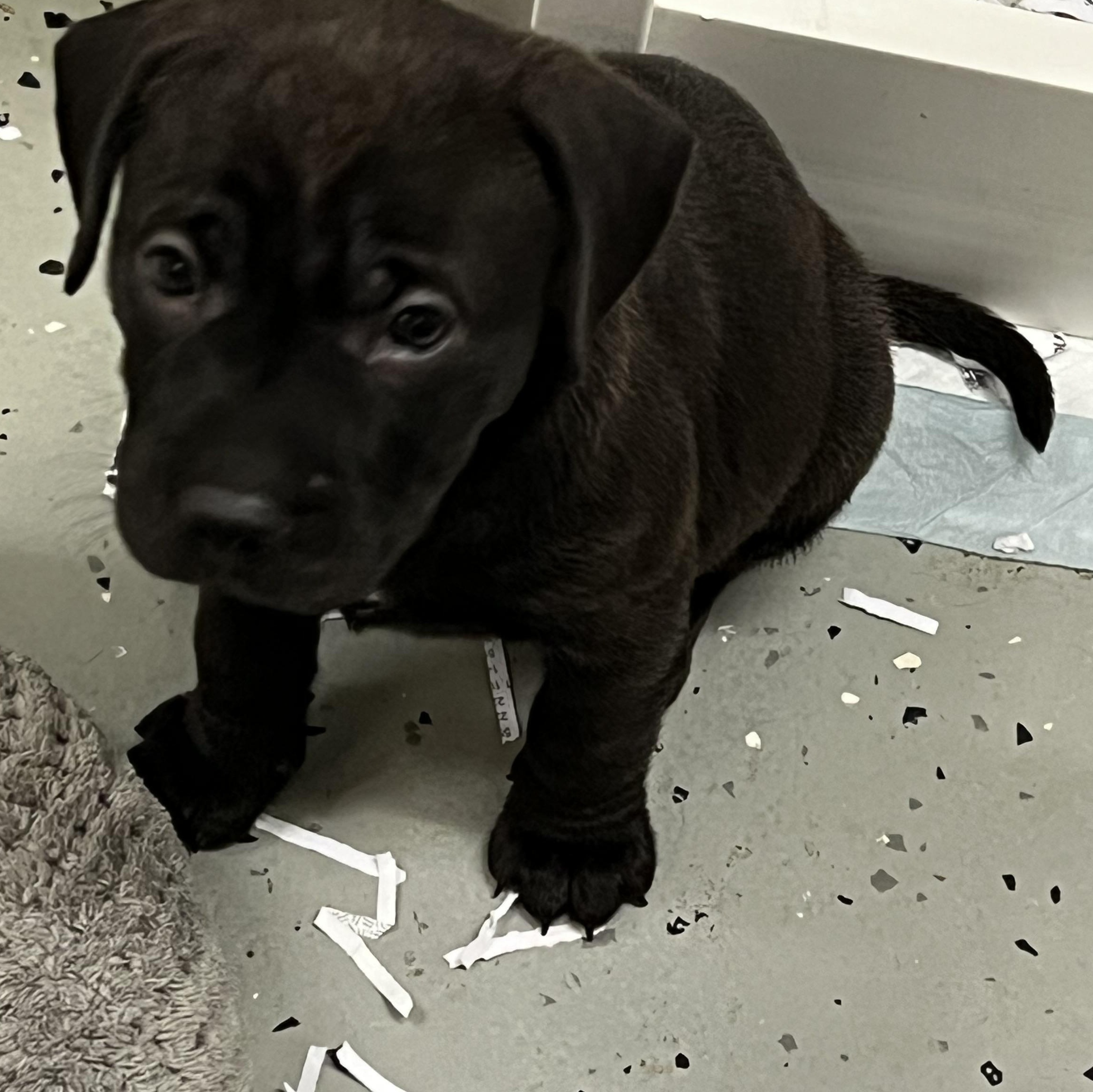 Enlarge Puppies 1 thru 7, an adopted Mixed Breed in Elkton, MI image 2/4
