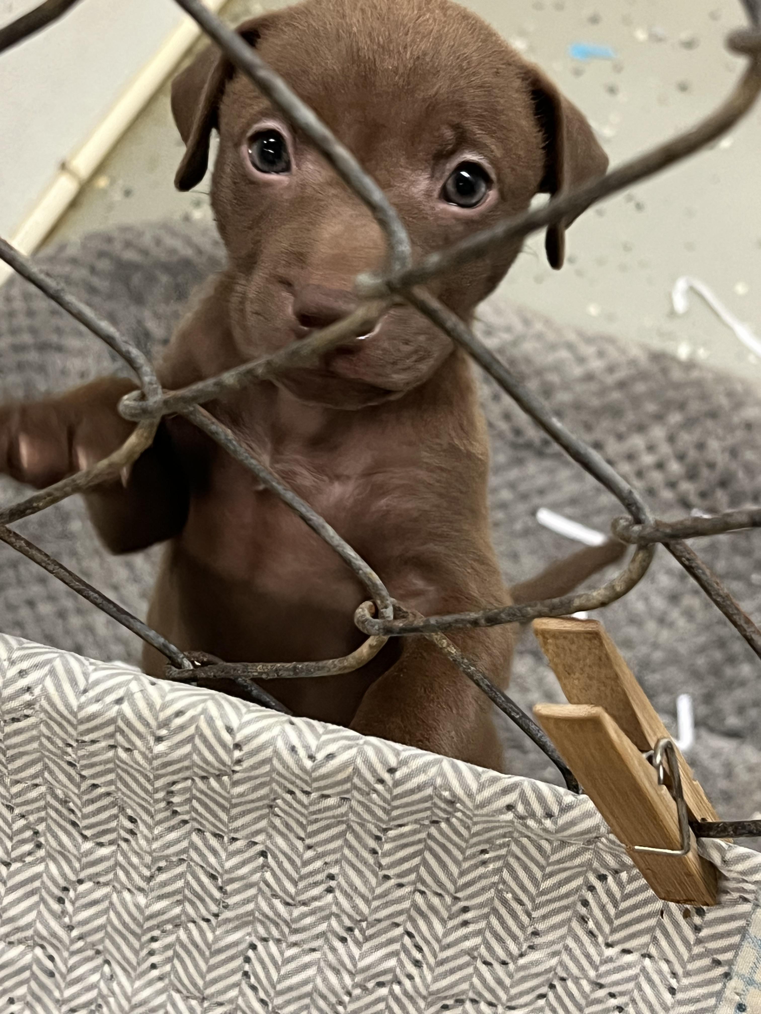 Enlarge Puppies 1 thru 7, an adopted Mixed Breed in Elkton, MI image 3/4
