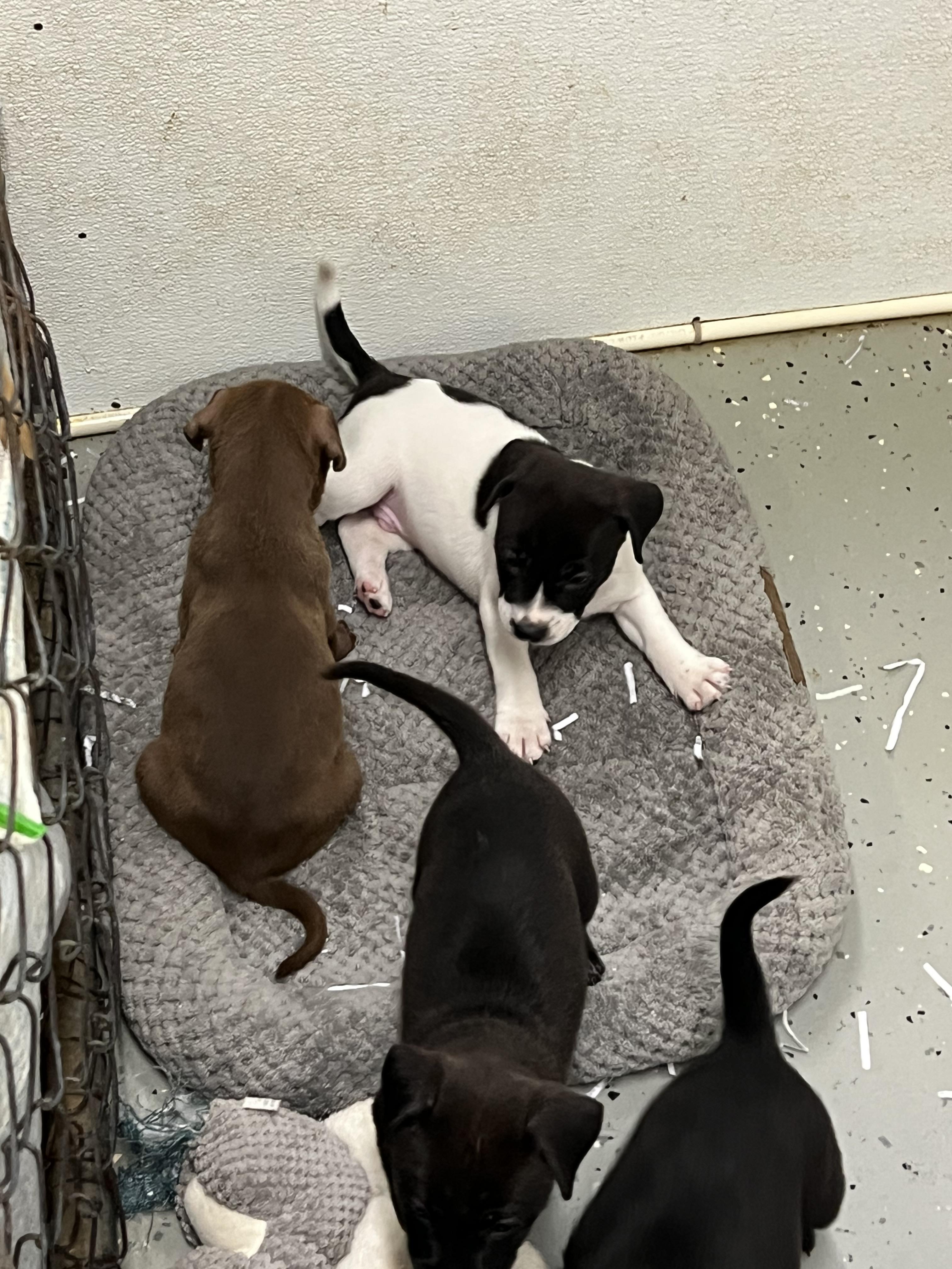 Enlarge Puppies 1 thru 7, an adopted Mixed Breed in Elkton, MI image 4/4