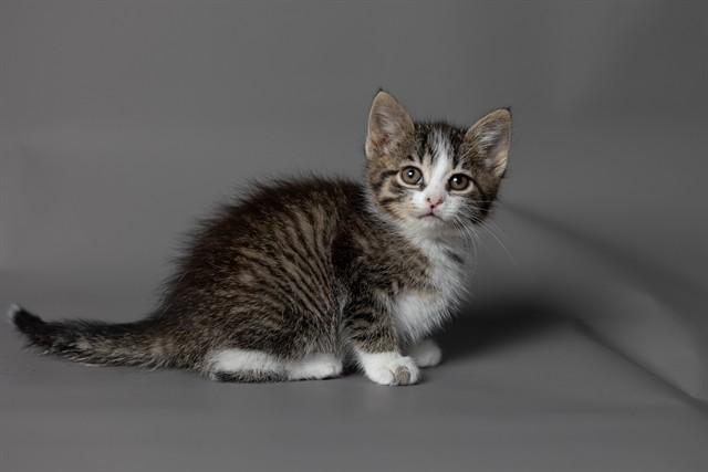 PENNI, Adoptable, Kitten Female Domestic Short Hair.