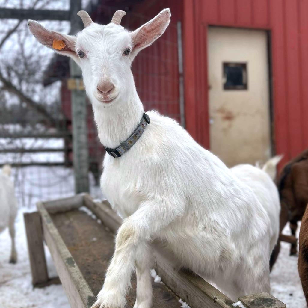 Rosamund, a Adoptable Goat in Fairport, NY image 1/3