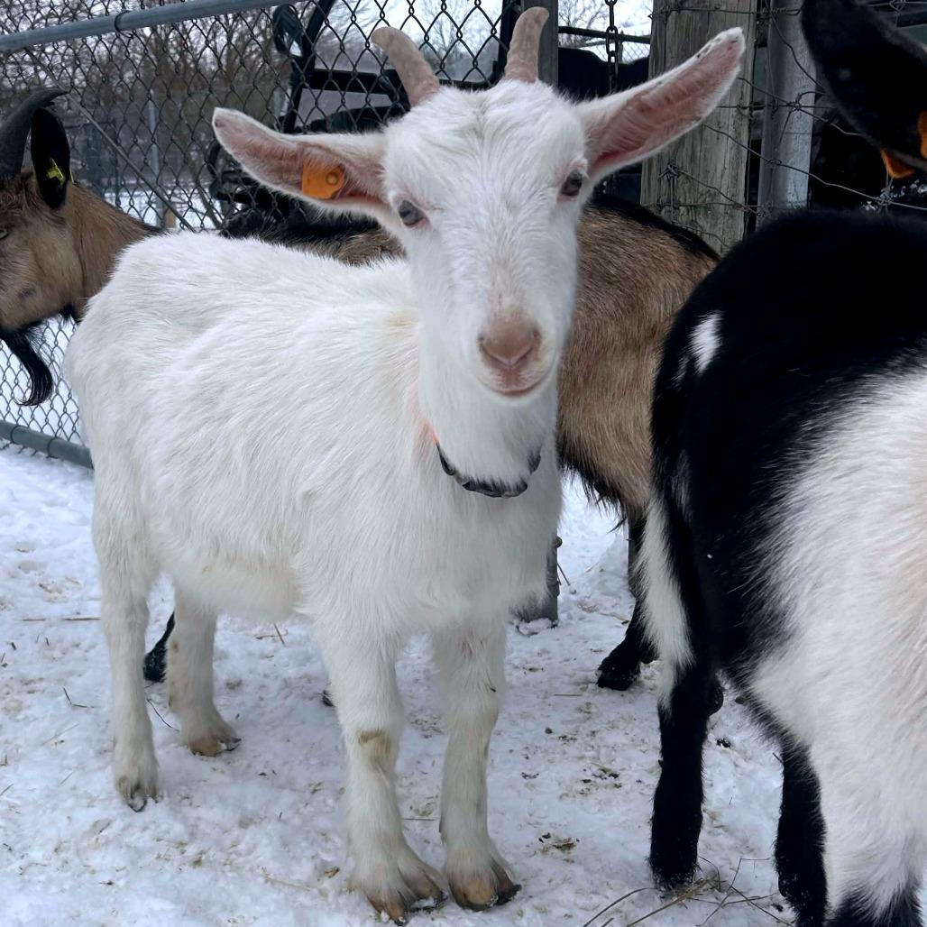 Rosamund, a Adoptable Goat in Fairport, NY image 2/3