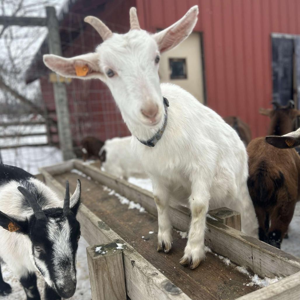 Rosamund, a Adoptable Goat in Fairport, NY image 3/3