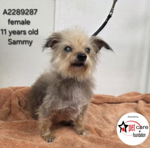 Enlarge SAMMY, a Adoptable Yorkshire Terrier in Los Angeles, CA image 1/1