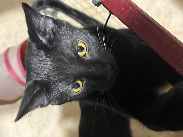 STARSCREAM, a Adoptable Domestic Short Hair in Lake Ozark, MO image 3/4