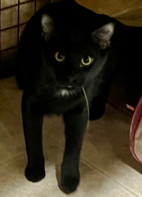 STARSCREAM, a Adoptable Domestic Short Hair in Lake Ozark, MO image 2/4