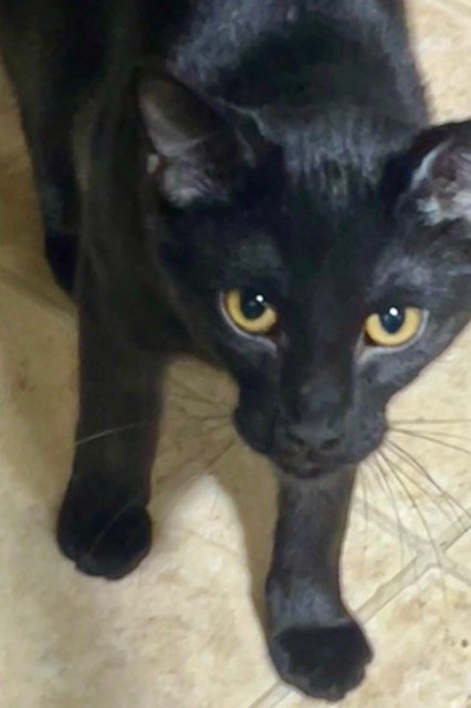 STARSCREAM, Adoptable, Young Male Domestic Short Hair.