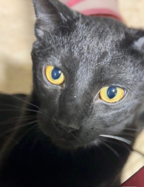 STARSCREAM, a Adoptable Domestic Short Hair in Lake Ozark, MO image 4/4