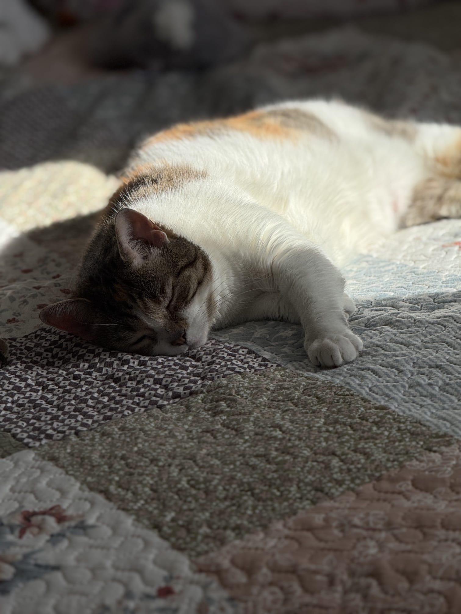 Enlarge Kiki & Spicy - Bonded Pair, an adopted Domestic Short Hair in Cambridge, ON image 3/4