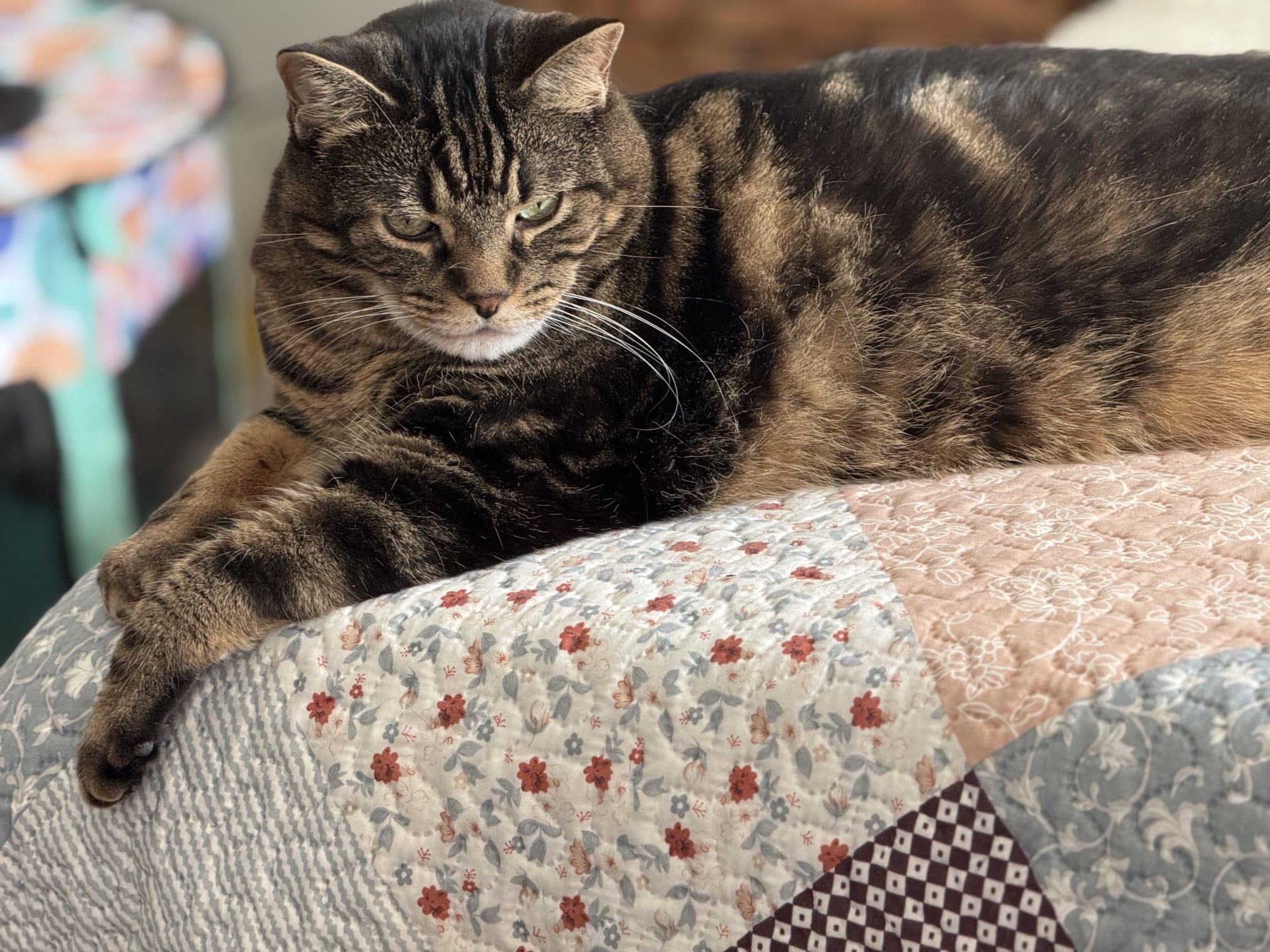 Enlarge Kiki & Spicy - Bonded Pair, an adopted Domestic Short Hair in Cambridge, ON image 1/4