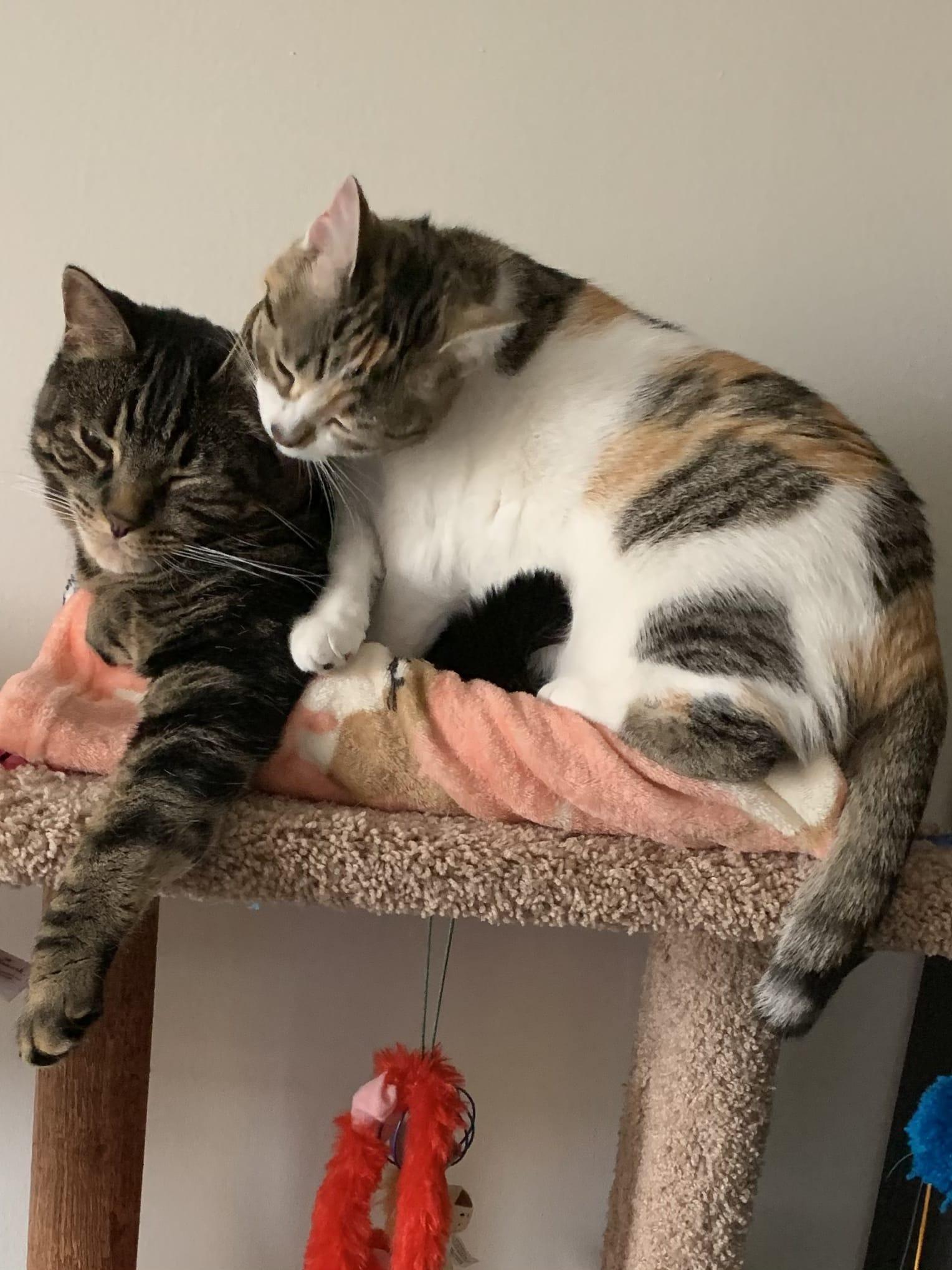 Enlarge Kiki & Spicy - Bonded Pair, an adopted Domestic Short Hair in Cambridge, ON image 4/4