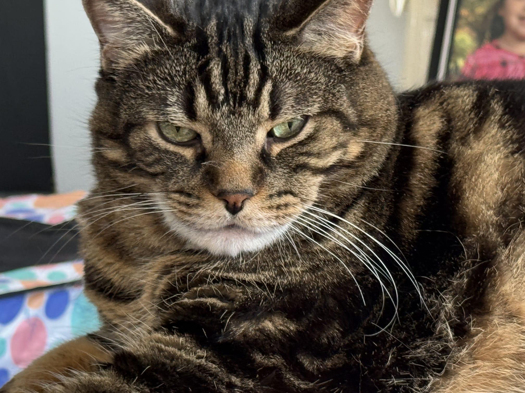 Enlarge Kiki & Spicy - Bonded Pair, an adopted Domestic Short Hair in Cambridge, ON image 2/4