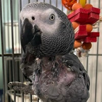 Cosmo, a Adoptable African Grey in Jacksonville, FL image 1/2