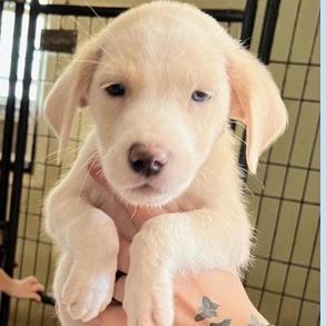 Enlarge Caroline *available off-site 10/10, a Adoptable mixed breed in Briarcliff Manor, NY image 1/1