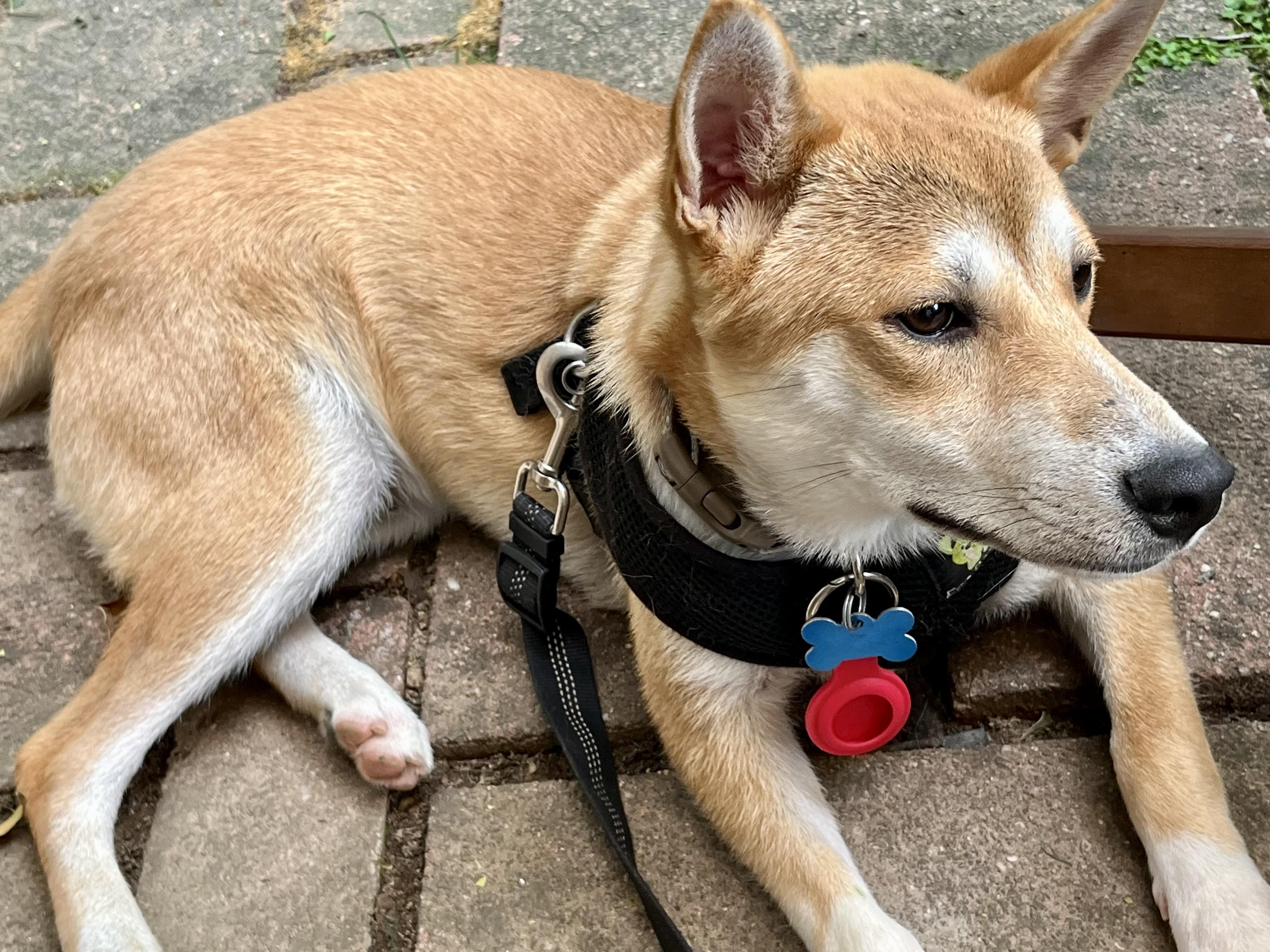 DANIEL, a Adoptable Shiba Inu in Media, PA image 4/6