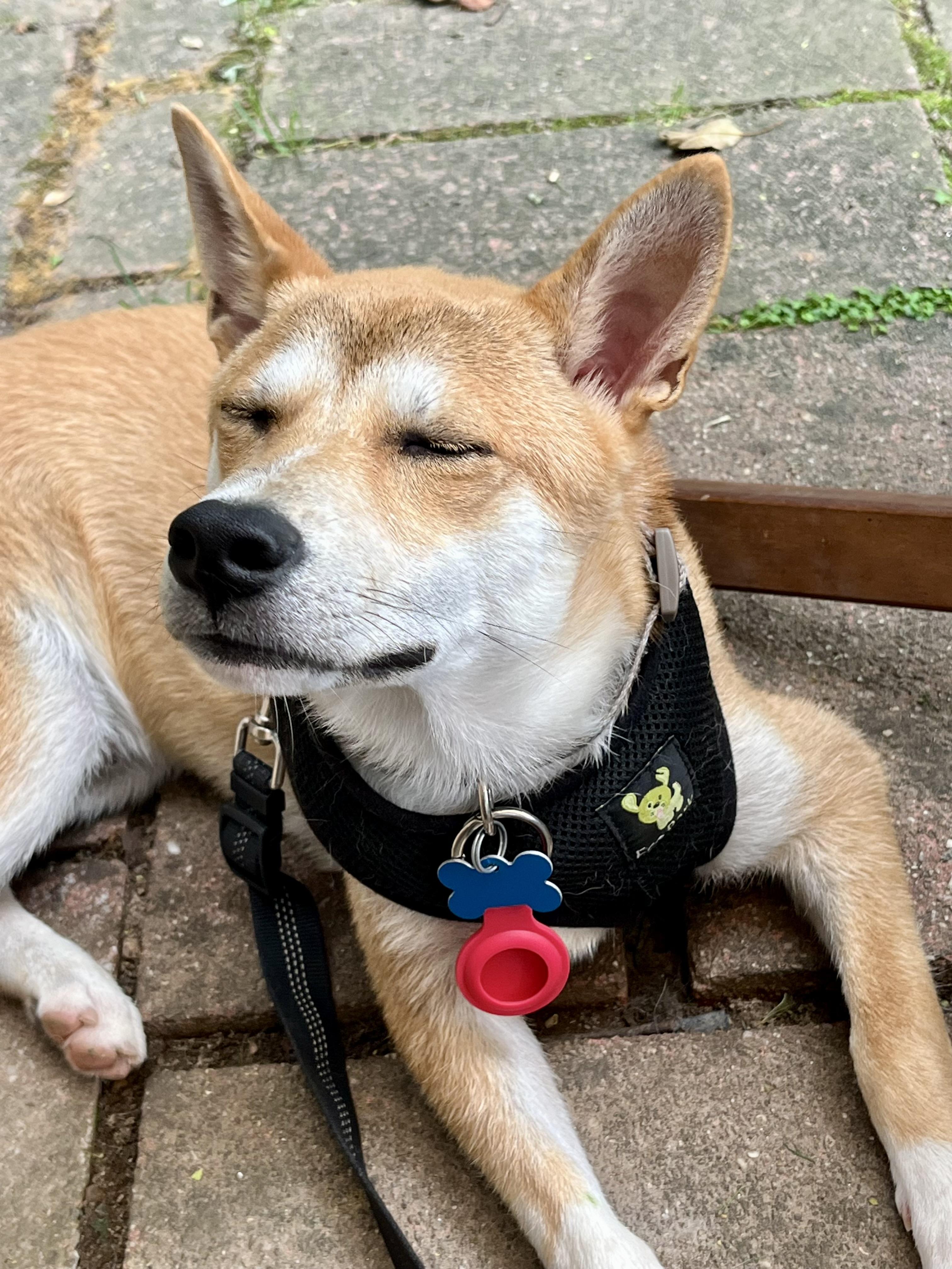 DANIEL, a Adoptable Shiba Inu in Media, PA image 1/6