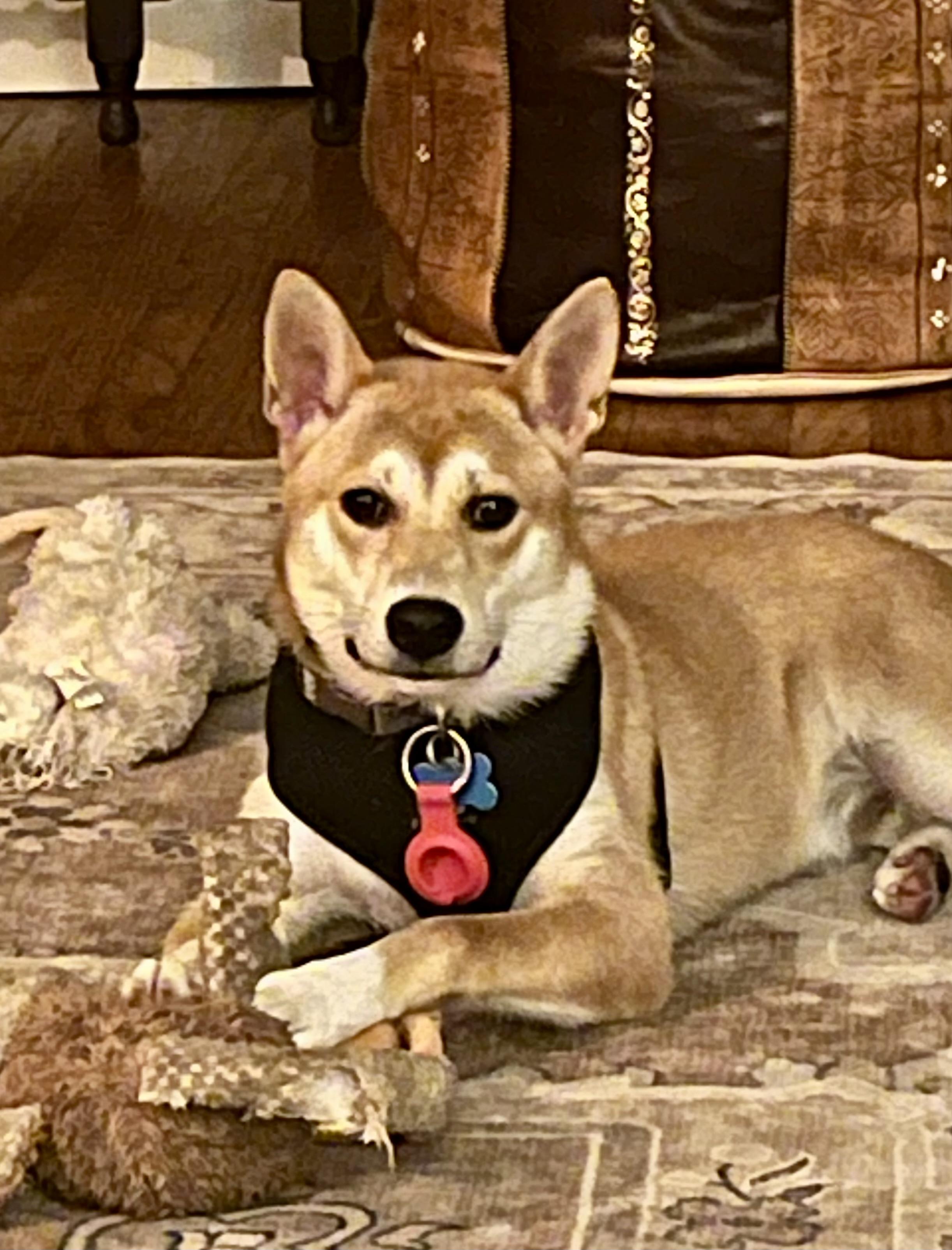 DANIEL, a Adoptable Shiba Inu in Media, PA image 5/6