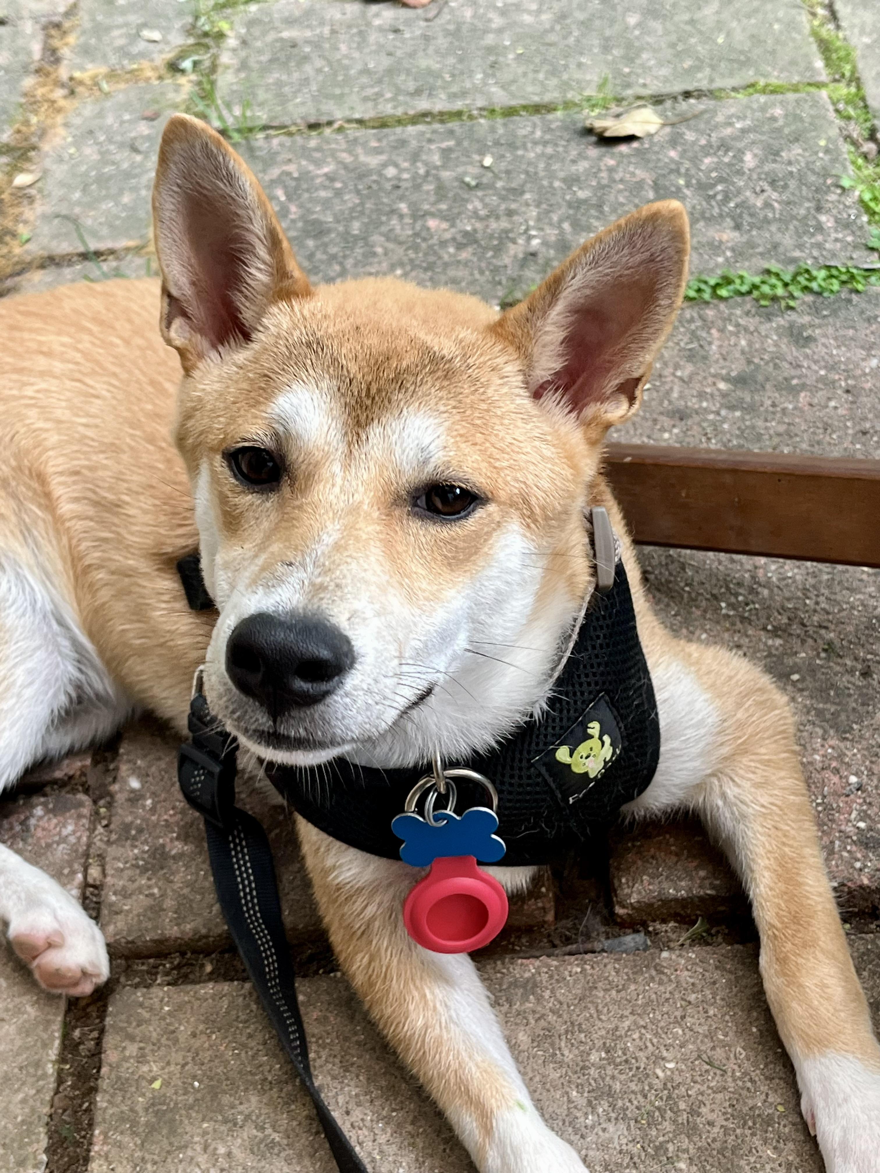 DANIEL, a Adoptable Shiba Inu in Media, PA image 2/6