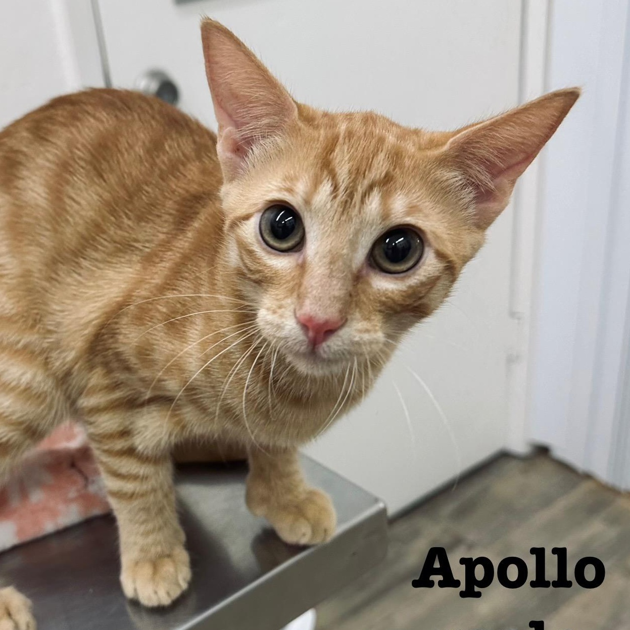Apollo 0125