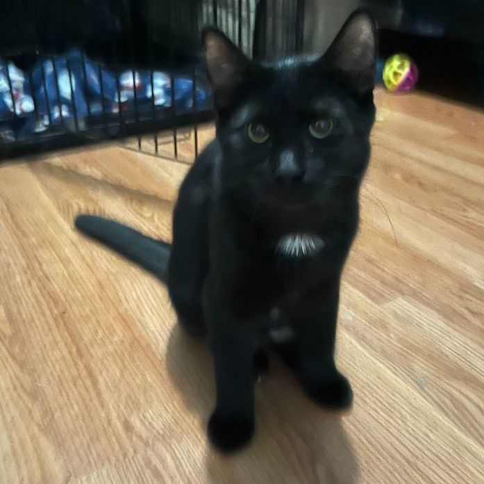Mister Zeus, an adoptable Domestic Short Hair in Mokena, IL_image-1