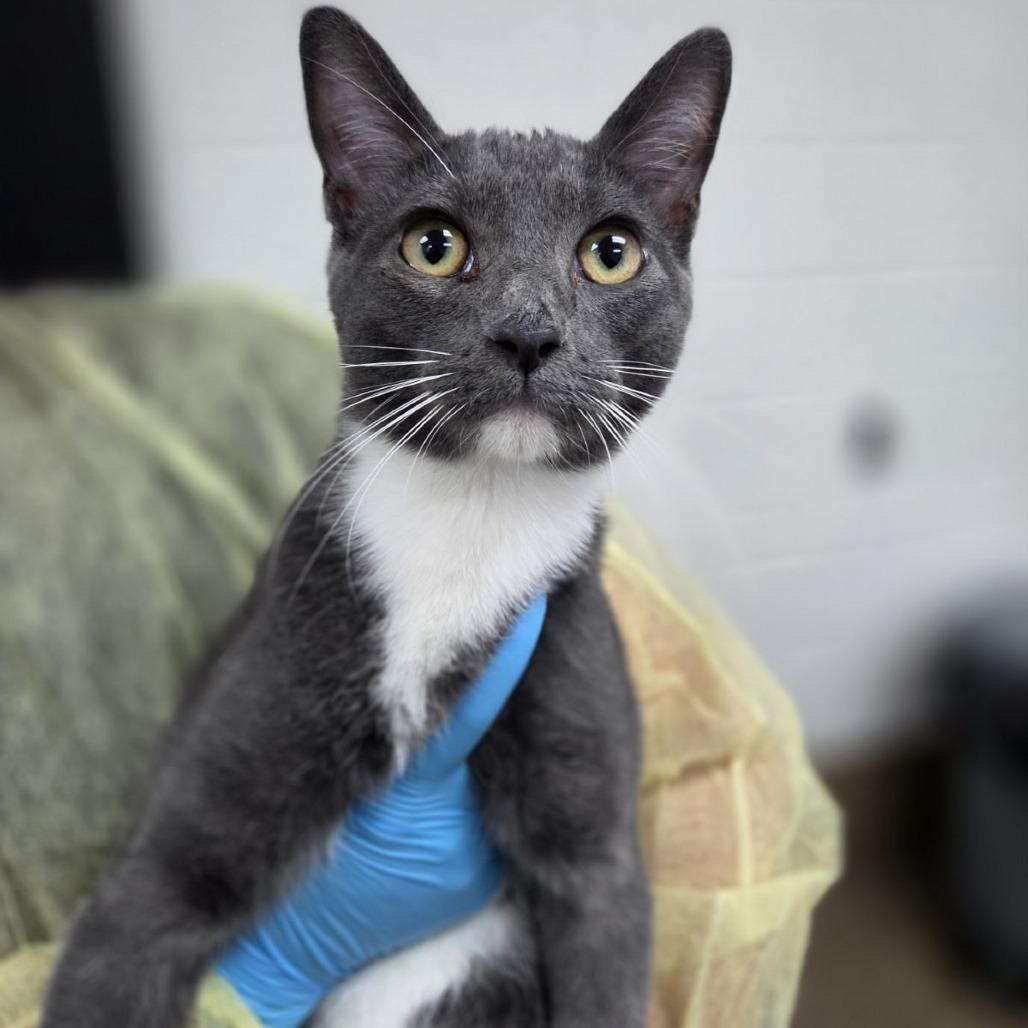 Hematite, Adoptable, Young Male Domestic Short Hair.