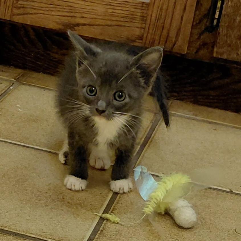 Hematite, a Adoptable Domestic Short Hair in Incline Village, NV image 2/6