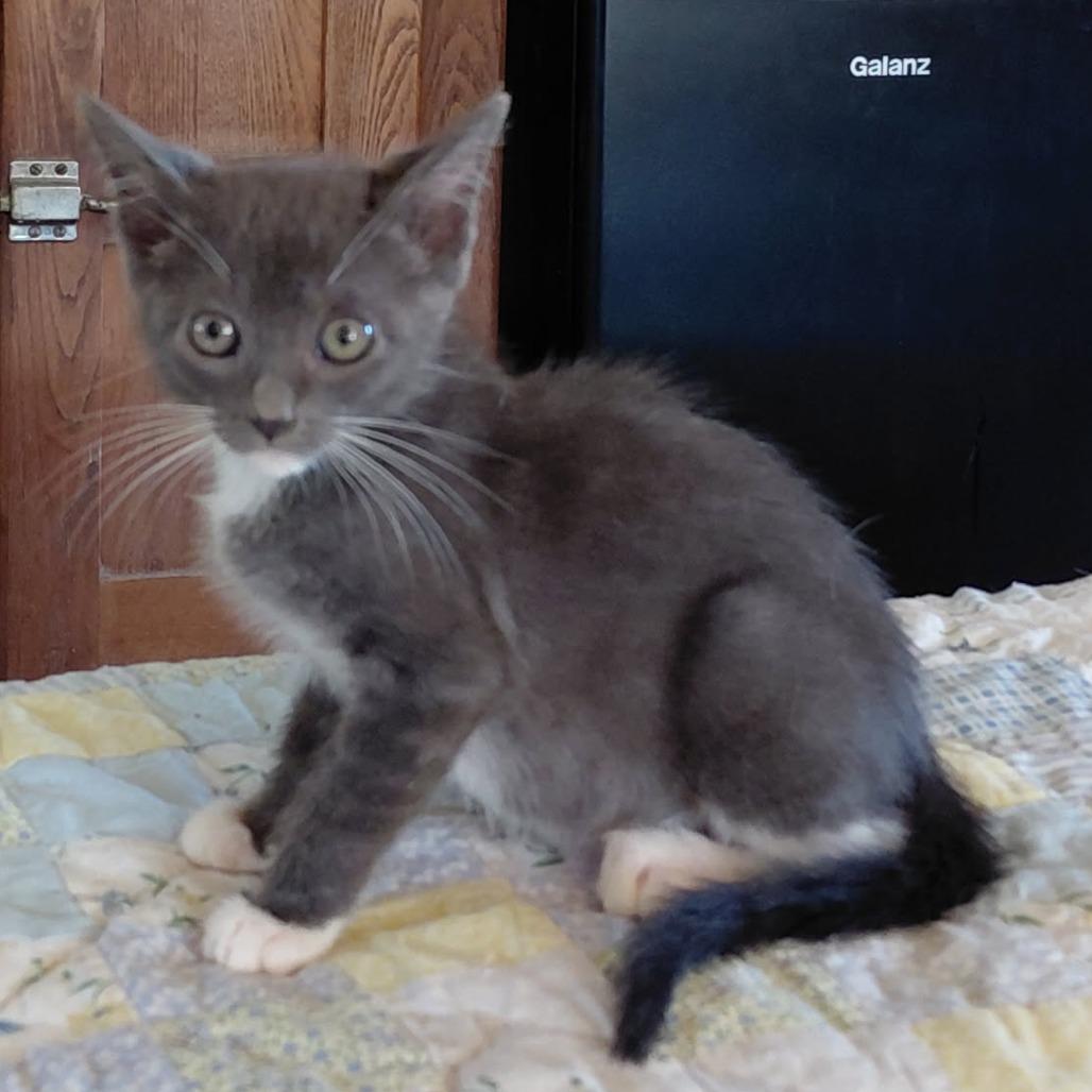 Hematite, a Adoptable Domestic Short Hair in Incline Village, NV image 3/6