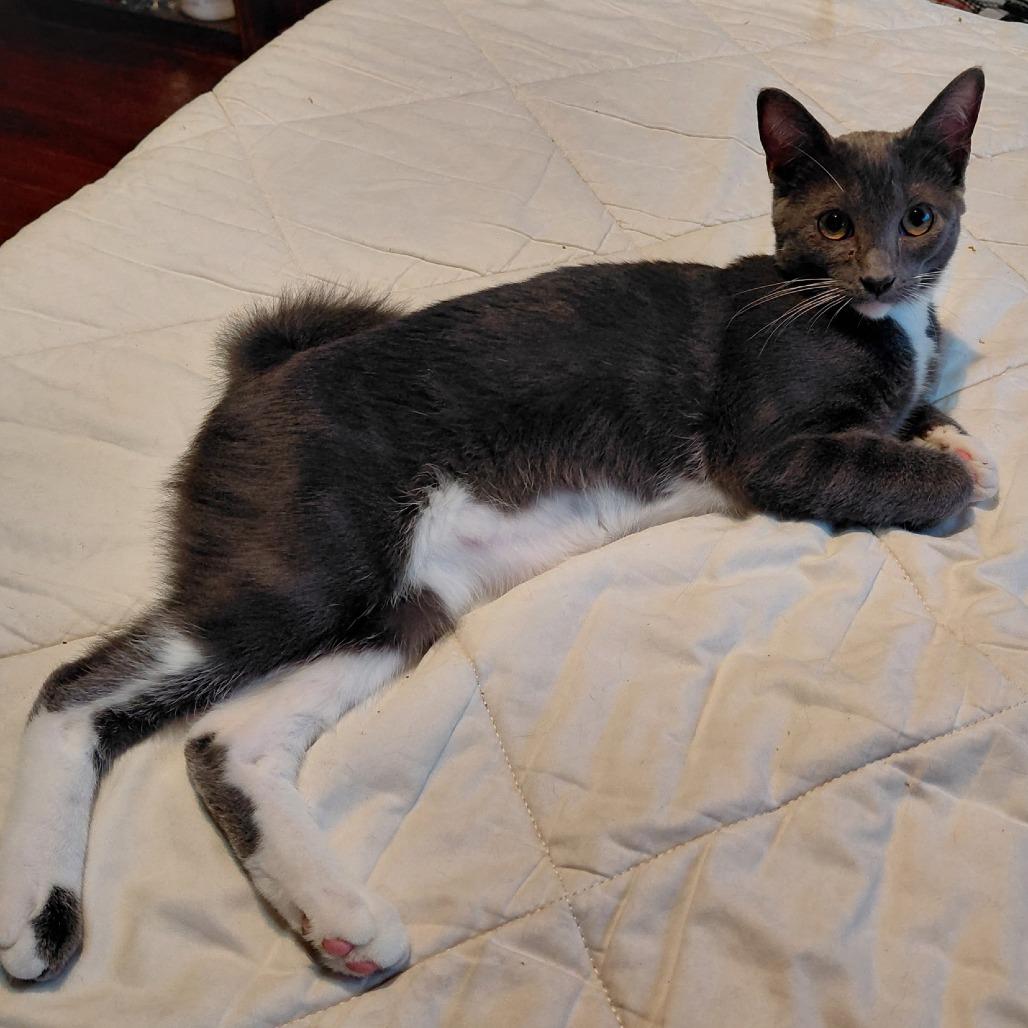 Hematite, a Adoptable Domestic Short Hair in Incline Village, NV image 4/6