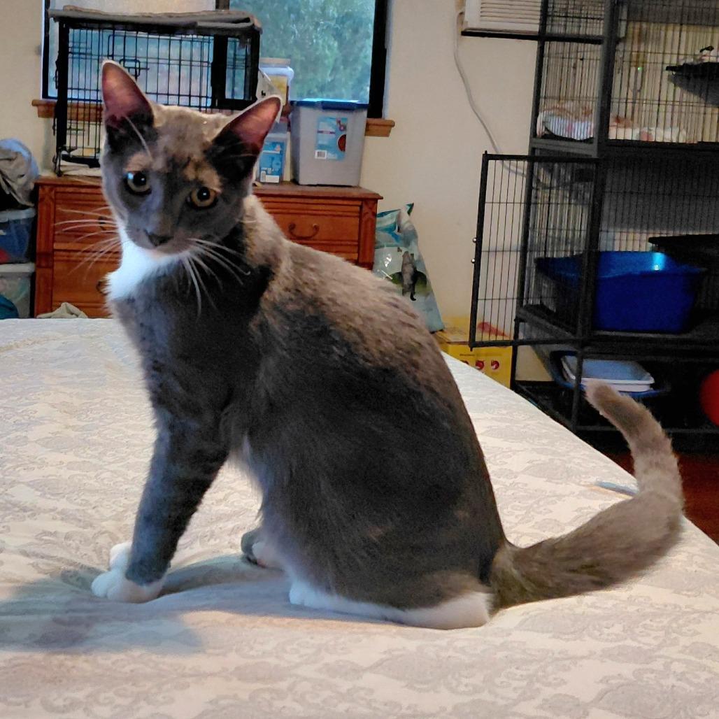 Hematite, a Adoptable Domestic Short Hair in Incline Village, NV image 5/6